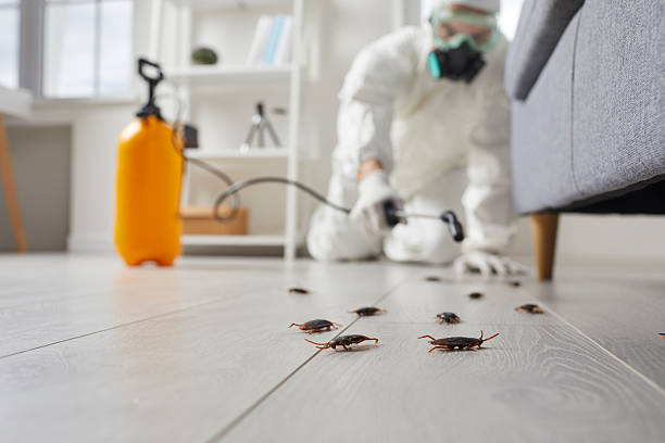 Post-Treatment Bed Bug Interceptor Monitoring in Homeland